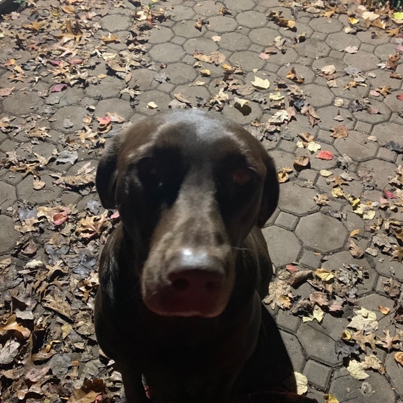 Meet your Posher, Ashley - Picture 1 of 1